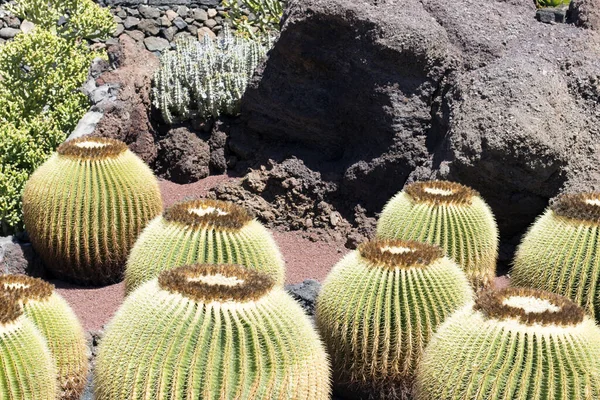 Jardin Cactus Lanzarote Îles Canaries Espagne — Photo