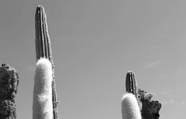 Cactus Tuin Zwart Wit Fotografie Lanzarote Canarische Eilanden Spanje — Stockfoto