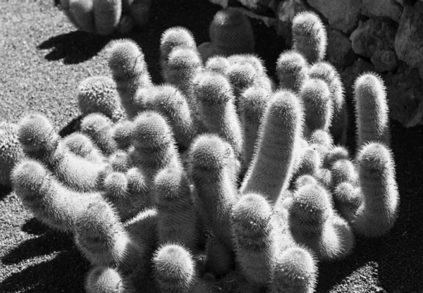 Cactus Garden Black White Photography Lanzarote Canary Islands Spain — Stockfoto
