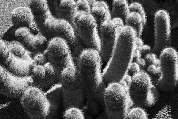 Cactus Garden Black White Photography Lanzarote Canary Islands Spain — 图库照片