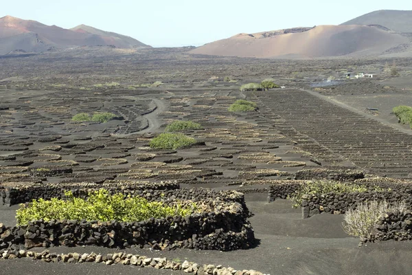 Uitzicht Geria Wijngaard Zwarte Vulkanische Grond Landschap Lanzarote Canarische Eilanden — Stockfoto