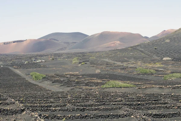Uitzicht Geria Wijngaard Zwarte Vulkanische Grond Landschap Lanzarote Canarische Eilanden — Stockfoto
