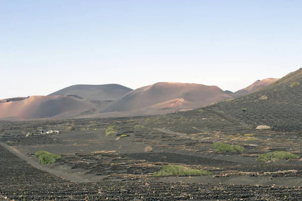 Blick Auf Den Weinberg Geria Auf Schwarzem Vulkanboden Landschaftlich Reizvolle — Stockfoto