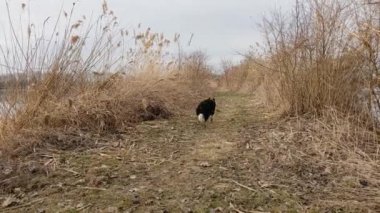 Sınır çoban köpeğini doğal ortamda eğitmek