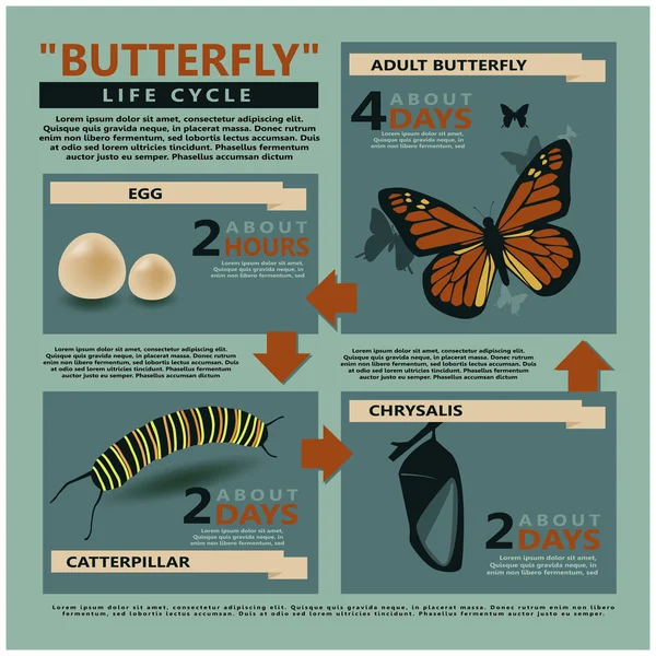 Ciclo de vida da borboleta — Vetor de Stock