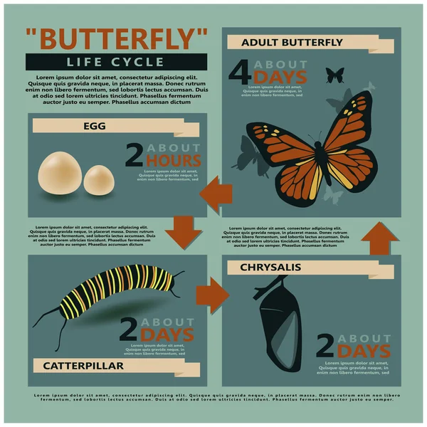 Метелика життєвого циклу — стоковий вектор