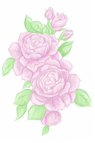 Watercolor flower illustration, pink peony on a white background. Set Peonies flowers. High quality illustration