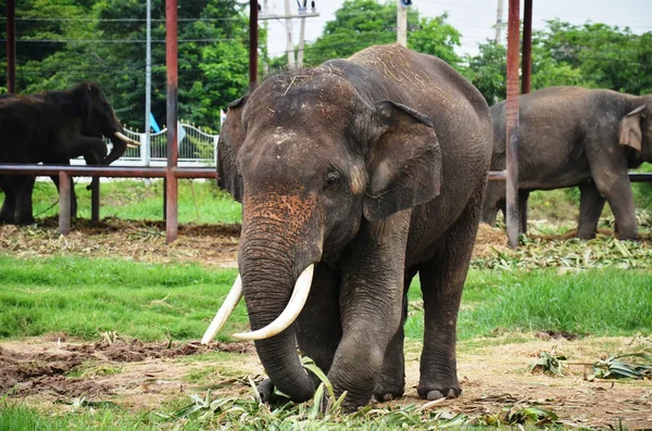象キャンプ タイのアユタヤでタイの象 — ストック写真