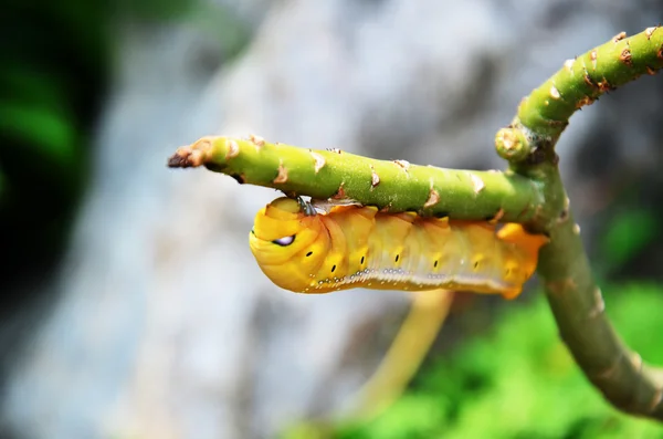 蠕虫虫 — 图库照片