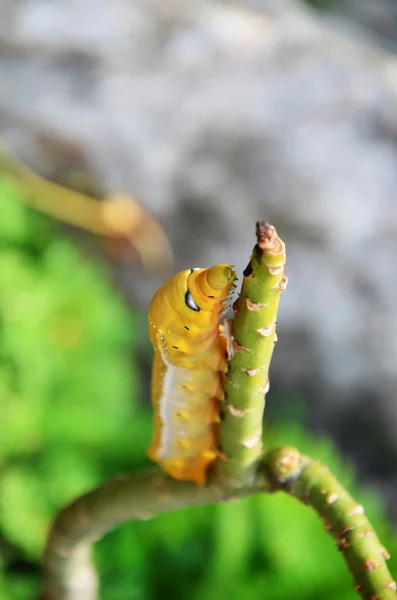 Worm — Stock Photo, Image