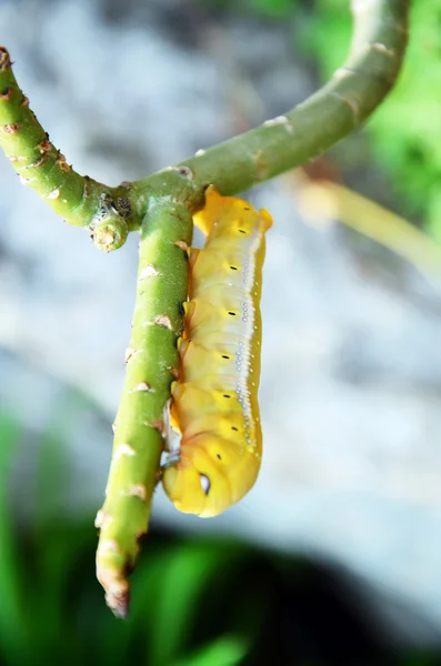 Worm — Stock Photo, Image