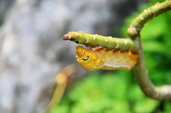 Worm — Stock Photo, Image