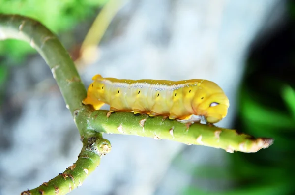 Worm — Stock Photo, Image