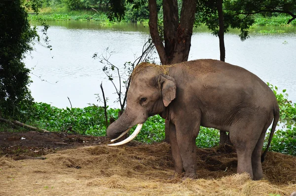 タイの象 — ストック写真