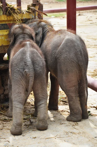 象の赤ちゃん — ストック写真