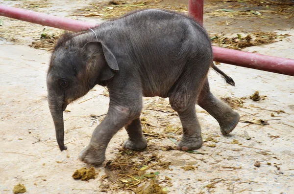 Bébé éléphant — Photo