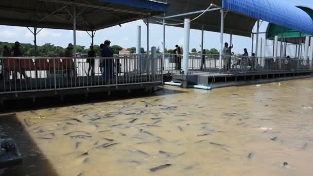 タイからの観光客や外国人旅行者からの魚や淡水魚の食事は 9月の30 2021のチャオプラヤー川で魚を訪問し 餌を与えるタイのパトゥムタニ — ストック動画