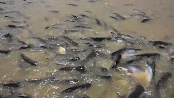 지방의 툼타니에 브라야 강에서 여행하는 사람들 외국인 여행자들로부터 음식을 물고기와 — 비디오
