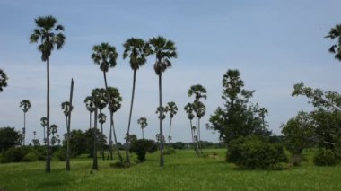 Tayland 'ın merkezindeki Pathumthani şehrinin çeltik pirinç tarlasına sahip Toddy palmiye ağacı ya da şeker palmiyesi bahçesi parkı Tayland' ın merkezindeki Pathum Thani 'ye seyahat eden yabancılar için