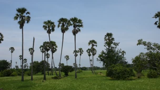 Toddy Palmeira Açúcar Palmeira Planta Jardim Parque Com Campo Arroz — Vídeo de Stock