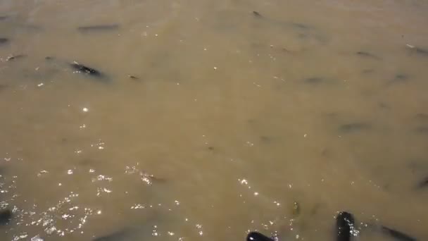 지방의 툼타니에 브라야 강에서 여행하는 사람들 외국인 여행자들로부터 음식을 물고기와 — 비디오