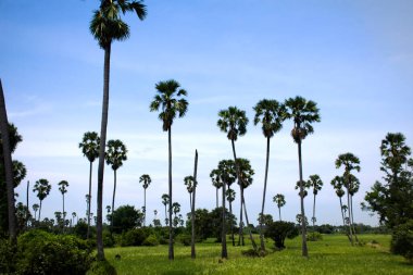 Tayland 'ın merkezindeki Pathumthani şehrinin çeltik pirinç tarlasına sahip Toddy palmiye ağacı ya da şeker palmiyesi bahçesi parkı Tayland' ın merkezindeki Pathum Thani 'ye seyahat eden yabancılar için