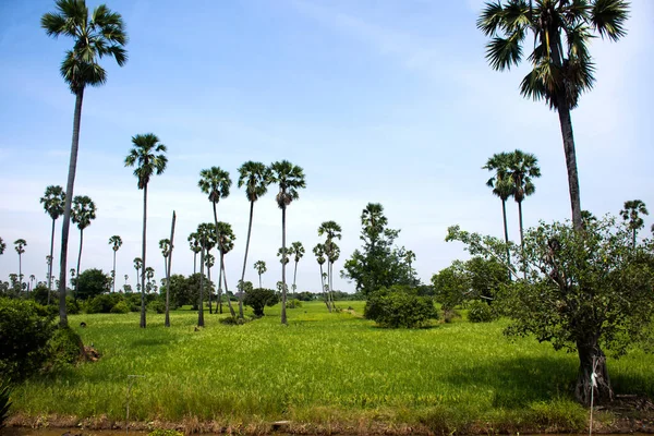 Parc Jardin Palmiers Sucre Palmiers Sucre Avec Rizière Ville Pathumthani — Photo