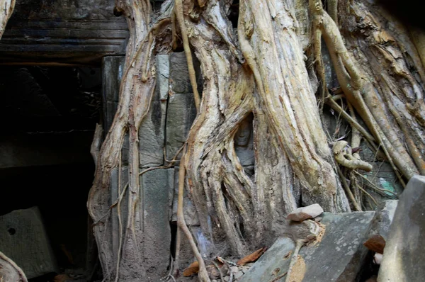 Raízes Árvores Ruínas Antigas Edifício Antigo Prasat Prohm Ancestor Brahma — Fotografia de Stock