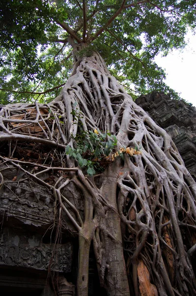 Kořeny Stromů Starověké Zříceniny Starožitné Budovy Prasat Prohm Nebo Předek — Stock fotografie