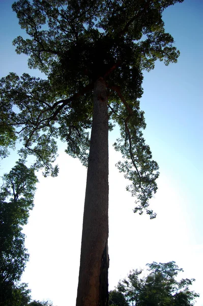 Grande Teca Árvore Madeira Tropical Selva Florestal Perto Prasat Banteay — Fotografia de Stock