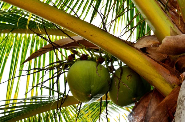 Palmier Noix Coco Plante Cocos Nucifera Sur Plage Île Koh — Photo