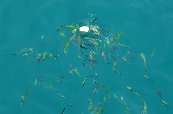 Clownfish or anemonefish and saltwater marine fish eating food from thai people and foreign travelers travel visit feeding fishes in sea ocean at Koh Chang island in gulf of thailand at Trat, Thailand