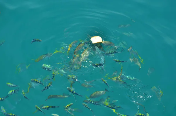 Clownfish or anemonefish and saltwater marine fish eating food from thai people and foreign travelers travel visit feeding fishes in sea ocean at Koh Chang island in gulf of thailand at Trat, Thailand