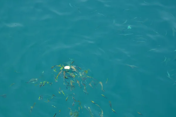 Pez Payaso Pez Anémona Peces Marinos Agua Salada Que Comen —  Fotos de Stock