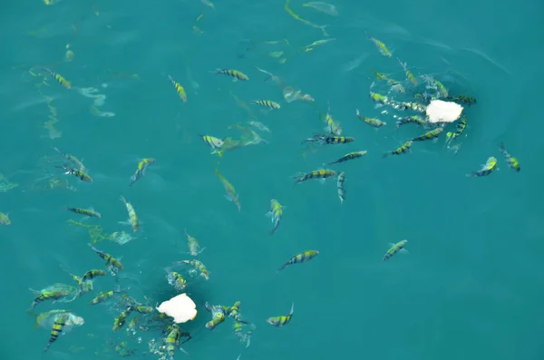 Des Poissons Clowns Anémones Des Poissons Marins Eau Salée Qui — Photo