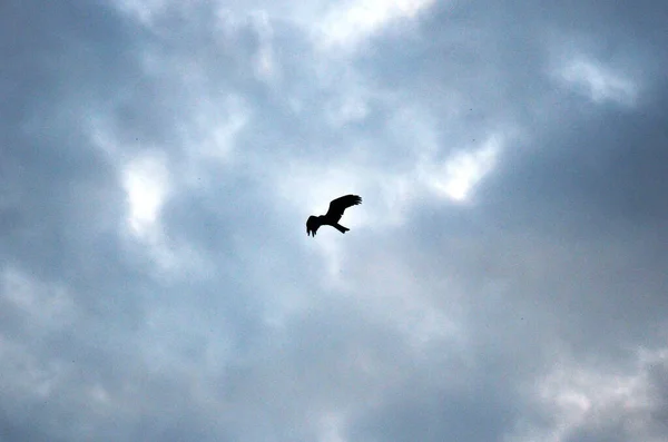 Ave Águia Falcão Abriu Asas Voando Céu Com Paisagem Nuvens — Fotografia de Stock