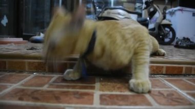 Taylandlı genç kediler, Tayland 'ın Nonthaburi şehrinde 3 Kasım 2021' de evlerinde hamamböceği yakalayıp öldürdüler.