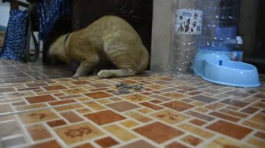 Taylandlı genç kediler, Tayland 'ın Nonthaburi şehrinde 3 Kasım 2021' de evlerinde hamamböceği yakalayıp öldürdüler.