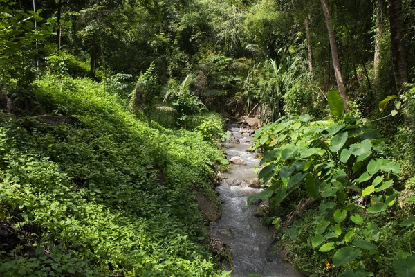 View Landscape Small Cascade Stream Jungle Wild Forest Thai People — Stock Photo, Image