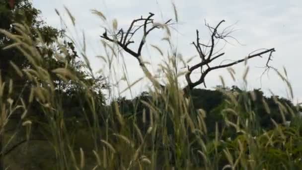 Ansicht Landschaft Mit Bergwald Von Khao Lon Abenteuer Für Thailändische — Stockvideo