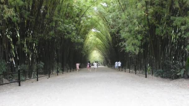 Túnel Bambú Para Personas Tailandesas Viajeros Extranjeros Visita Descansar Relajarse — Vídeos de Stock