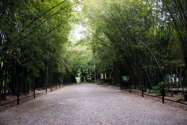Túnel Bambú Para Personas Tailandesas Viajeros Extranjeros Visita Descansar Relajarse — Foto de Stock