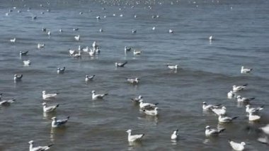 Tayland 'ın Samut Prakan kentindeki Samutprakarn şehrini ziyaret eden Taylandlılar ve Taylandlılar için Bangpu Körfezi' ndeki Bangpu Rekreasyon Merkezi 'nde martı kuşlarının düzenli mevsimsel göçü