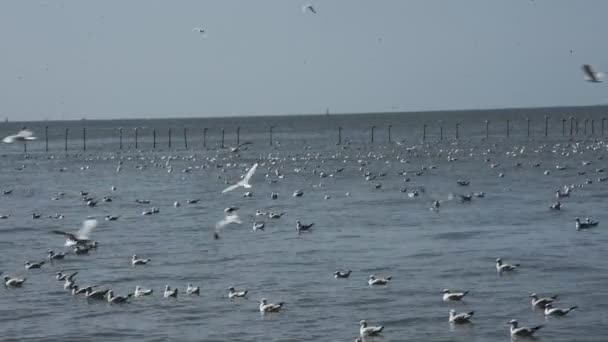 Regular Seasonal Movement Migration Seagulls Birds Bangpu Recreation Center Bay — Stockvideo