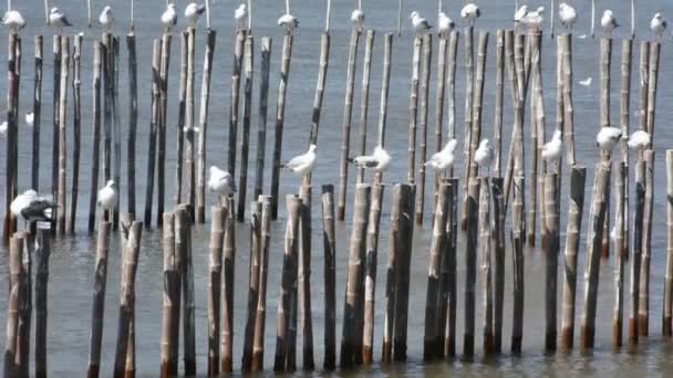 Regular Seasonal Movement Migration Seagulls Birds Bangpu Recreation Center Bay — Stockvideo