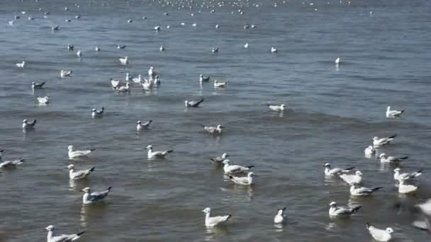 Τακτική Εποχιακή Μετανάστευση Των Πτηνών Γλάροι Στο Bangpu Κέντρο Αναψυχής — Αρχείο Βίντεο