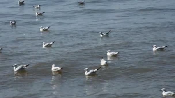 Regolari Movimenti Stagionali Migrazione Uccelli Gabbiani Bangpu Recreation Center Nella — Video Stock