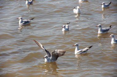 Tayland 'ın Samut Prakan kentindeki Samutprakarn şehrini ziyaret eden Taylandlılar ve Taylandlılar için Bangpu Körfezi' ndeki Bangpu Rekreasyon Merkezi 'nde martı kuşlarının düzenli mevsimsel göçü