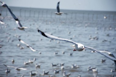 Tayland 'ın Samut Prakan kentindeki Samutprakarn şehrini ziyaret eden Taylandlılar ve Taylandlılar için Bangpu Körfezi' ndeki Bangpu Rekreasyon Merkezi 'nde martı kuşlarının düzenli mevsimsel göçü