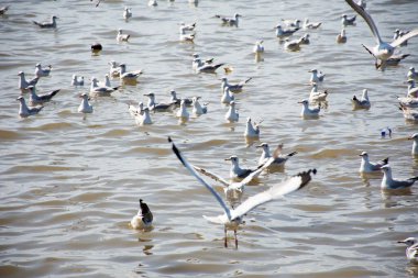 Tayland 'ın Samut Prakan kentindeki Samutprakarn şehrini ziyaret eden Taylandlılar ve Taylandlılar için Bangpu Körfezi' ndeki Bangpu Rekreasyon Merkezi 'nde martı kuşlarının düzenli mevsimsel göçü